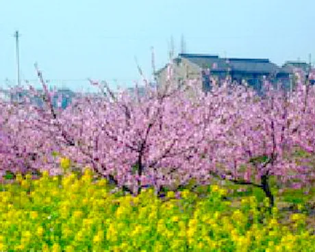 嘉善北鹤村浙北桃花岛