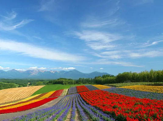 安吉谈香山千亩薰衣草花海