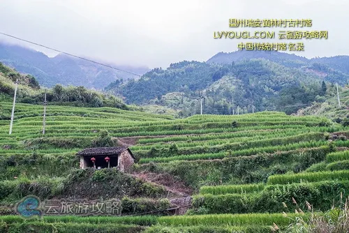 温州瑞安黄林村