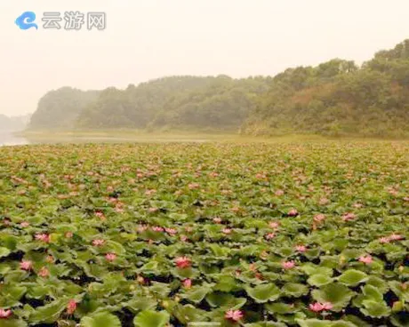 蕲春赤龙湖湿地公园