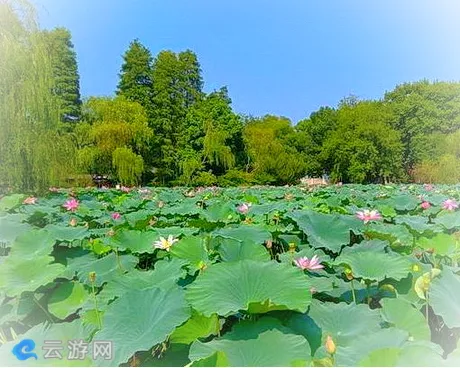 安庆菱湖风景区