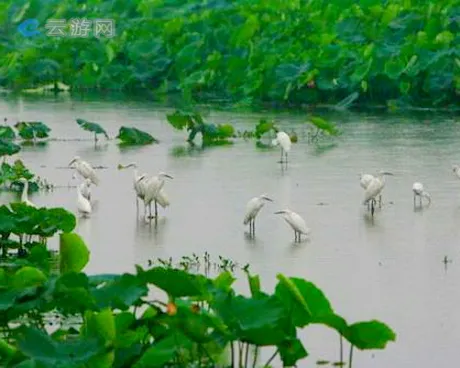 溧阳长荡湖湿地公园