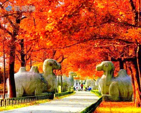 南京明孝陵石象路赏秋景