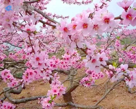 淮安桃花坞景区